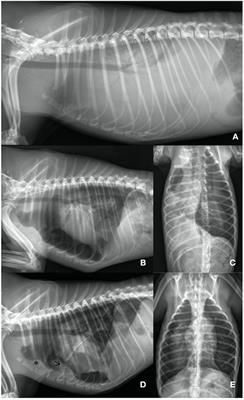 Successful Treatment of Pneumothorax in a Dog With Sterile Pleural Fibrosis Caused by Chylothorax